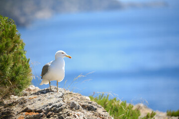 Seagulls and wildlife, Ile de Porquerolles, Provence, France. High quality photo