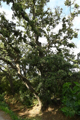 Rainbow eucalyptus tree in porquerolles island, france, High quality photo