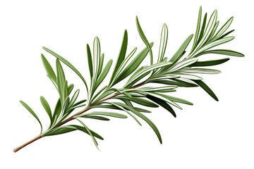 Fototapeta premium Fragrant Rosemary Herb on White Background