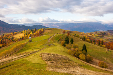 Fototapeta premium mountainous rural landscape in autumn. alpine adventure. sunny weather. trees in colorful foliage. scenery with path through grassy fields and hills rolling. carpathian mountain range