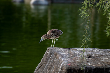 Joven explorador Garz&oacute;n buen&iacute;llero al borde del estanque
