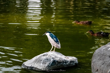 Momento de tranquilidad: Garza nocturna observando el agua