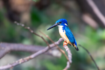 Half-collared kingfisher, Chobe - 2