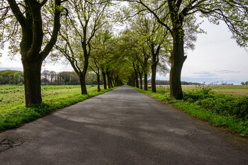 Fototapeta premium Road through the forest in Germany.