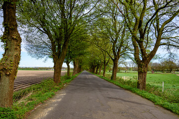 Road through the forest in Germany.