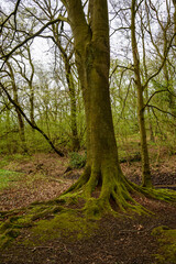 Fototapeta premium Road through the forest in Germany.