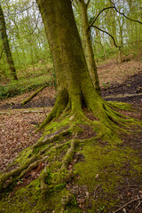 Obraz premium Road through the forest in Germany.