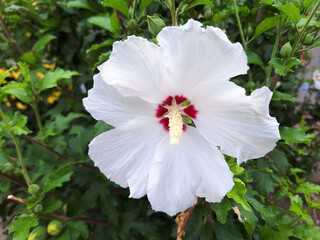 Obraz premium A hibiscus bush with white flowers blooms on a city street.