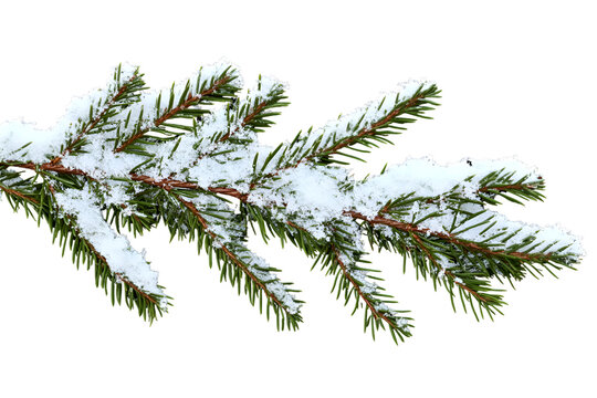 branch of pine