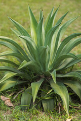 A close-up of a lush Agave attenuata plant thriving in the Royal Botanic Gardens, Peradeniya, Kandy, Sri Lanka. Ideal for nature, botany, and tropical garden-themed content highlighting exotic plant