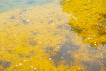 dirty water in the swimming pool of a bathing facility abandoned due to the crisis