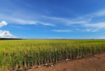 Paddy fields that are turning yellow, ready to be harvested