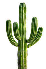 A slender saguaro cactus tree with tall arms and a green body, isolated on transparent background, PNG file, perfect for desert landscapes