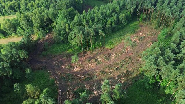 Deforested patch in a green forest seen from the air.