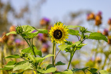 Solitary Sunflower Among Green Leaves
