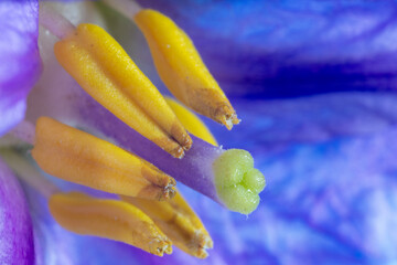 Close-up of pistil and stamen of white eggplant (Solanum melongena)