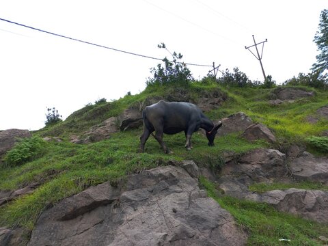Black buffolo etting grass food on mountian