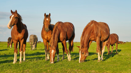 A group of brown horses with dried clay on their skin in the Noarderleech. A salt marsh area in the...