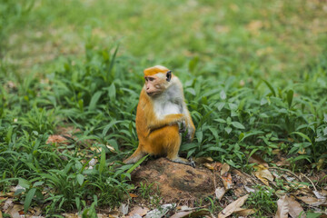 A toque macaque with light brown fur sits on a rock in the grass at the Royal Botanic Gardens, Peradeniya, Sri Lanka. Ideal for wildlife, nature, and biodiversity content focused on Sri Lanka s native