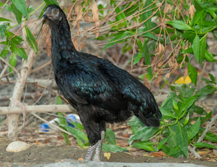 Majestic Black Hen Standing Amidst Lush Greenery in a Natural Setting