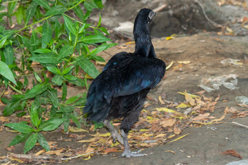 Fototapeta premium Majestic Black Hen Standing Amidst Lush Greenery in a Natural Setting