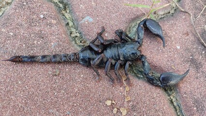 Scorpion animal 