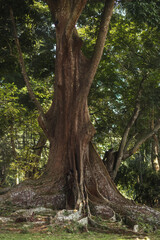 Fototapeta premium A large tree with sprawling roots stands tall in the Royal Botanic Gardens, Peradeniya, Kandy, Sri Lanka. Ideal for nature, botanical beauty, and environmental-themed visuals highlighting tropical