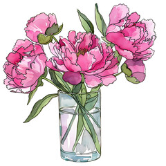 Pink peonies bouquet in glass vase. Hand drawn watercolor with black ink outline. Isolated clip art