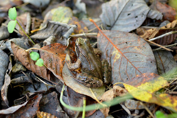 Frog on the autumn leaves