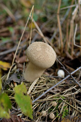 Mushroom in the grass