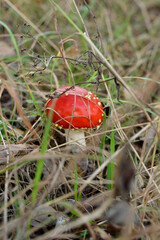 Fly agaric mushroom in the forest