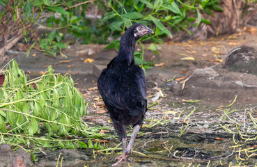 Majestic Black Hen Standing Amidst Lush Greenery in a Natural Setting