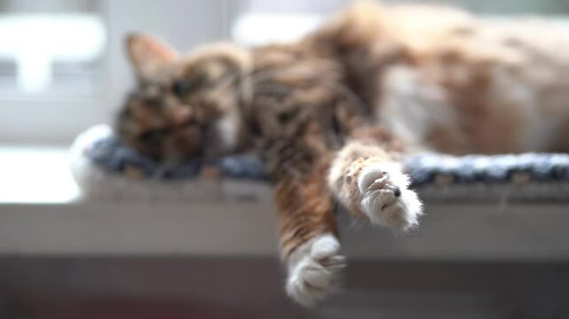 White paws of sleeping cat close-up