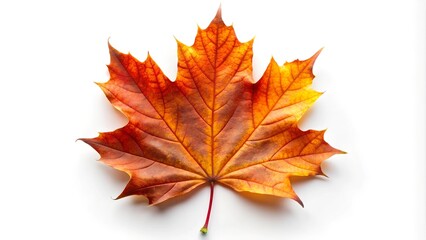Fototapeta premium Autumn maple leaf on a white isolated background, vibrant, representing the essence of fall.