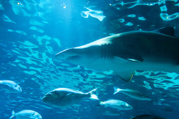Fototapeta premium Shark