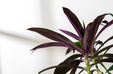 Indoor plants Tradescantia in terracotta pot on the table near the sunny window. Indoor gardening, botany hobby.