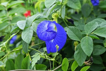 Butterfly pea flowers. Fabaceae perennial vine. The young fruits are edible and the blue flowers are used as a dye for sweets and in herbal tea.