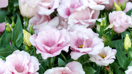 Pink Lisianthus flower plant in a garden.