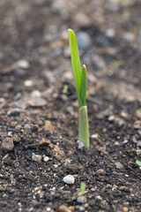 Shooting of garlic (Allium sativum) in Japan in November