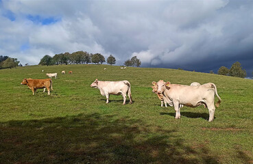 A cow grazing on a mountain meadow in the High Mountains. Landscape