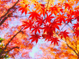 色よく紅葉したモミジ