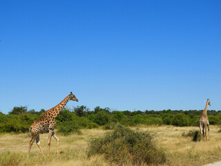 Obraz premium 草原を歩く２匹のキリン