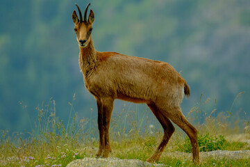Hembra de Rebeco (Rupicapra rupicapra)