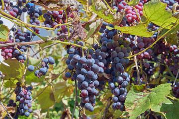 grapes on vine in vineyard