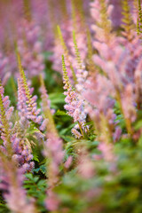 Obraz premium Flowers, nature and Chinese astilbe in garden for flora, colorful display and season as wallpaper. Trees, earth and botany texture in springtime for green, plants and outdoor landscape as background