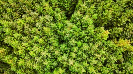 Experience the breathtaking aerial view of a lush green forest exemplifying natures beauty