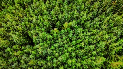Experience the breathtaking aerial view of a lush green forest exemplifying natures beauty