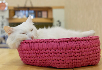 Fluffy white cat resting on his pink bed