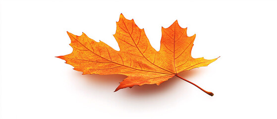 Fototapeta premium Single Orange Maple Leaf Isolated On White Background