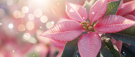 Fototapeta premium Pink Poinsettia Plant Leaves Close Up Macro Photography
